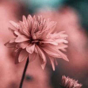 Meet your Posher, Zoé